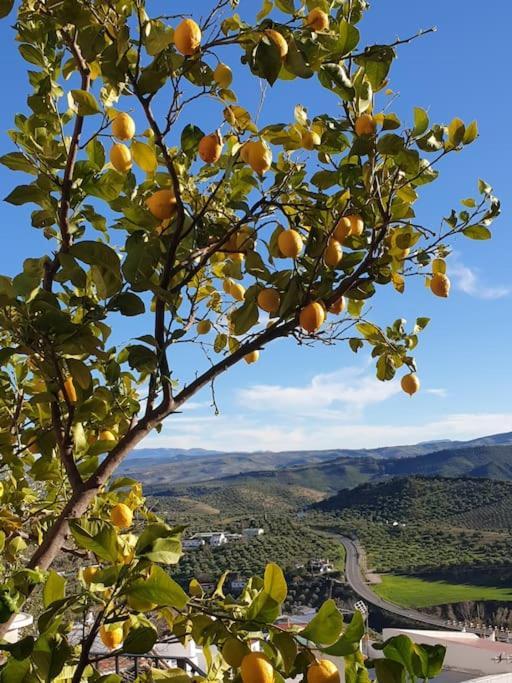 Mirador Del Olivar Olvera Eksteriør bilde