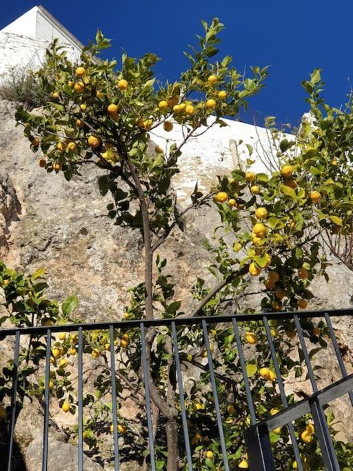 Mirador Del Olivar Olvera Eksteriør bilde